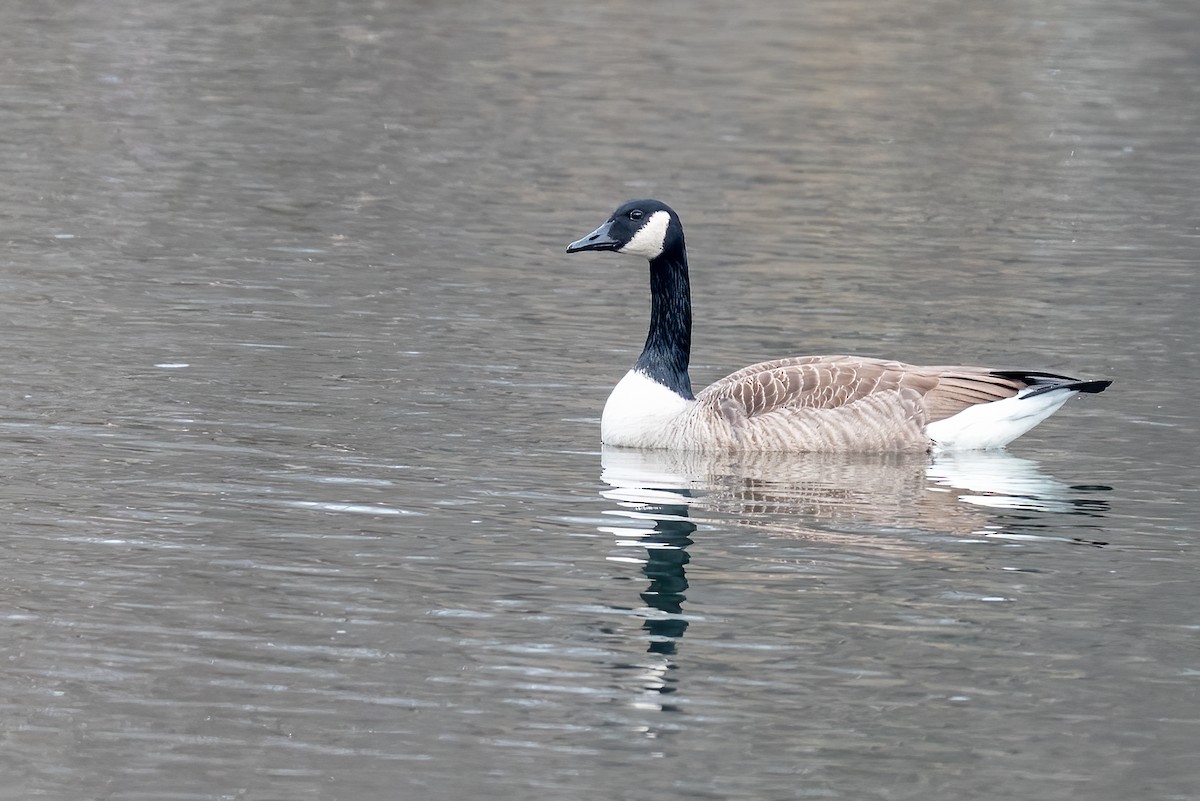 kanadagås - ML646475541