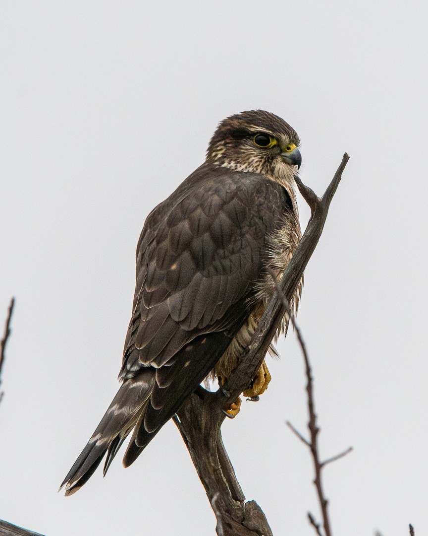 Підсоколик малий (підвид columbarius) - ML646475542