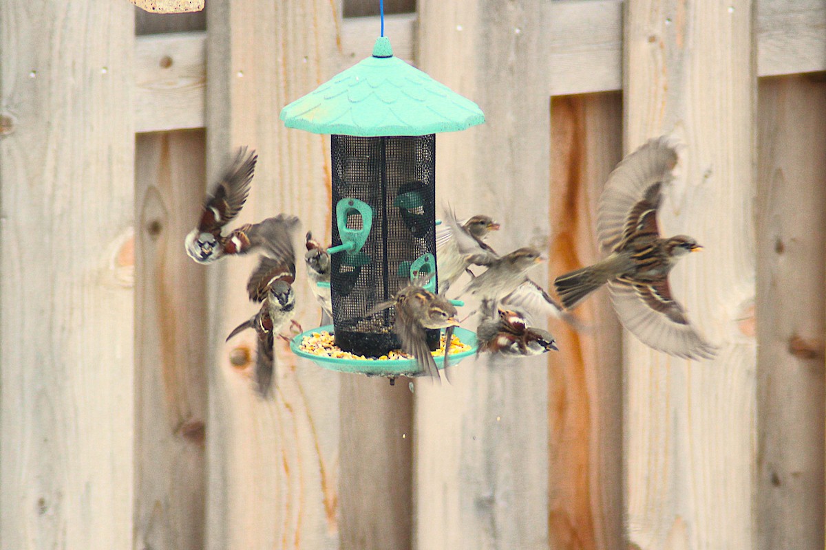 Passera oltremontana - ML646475544