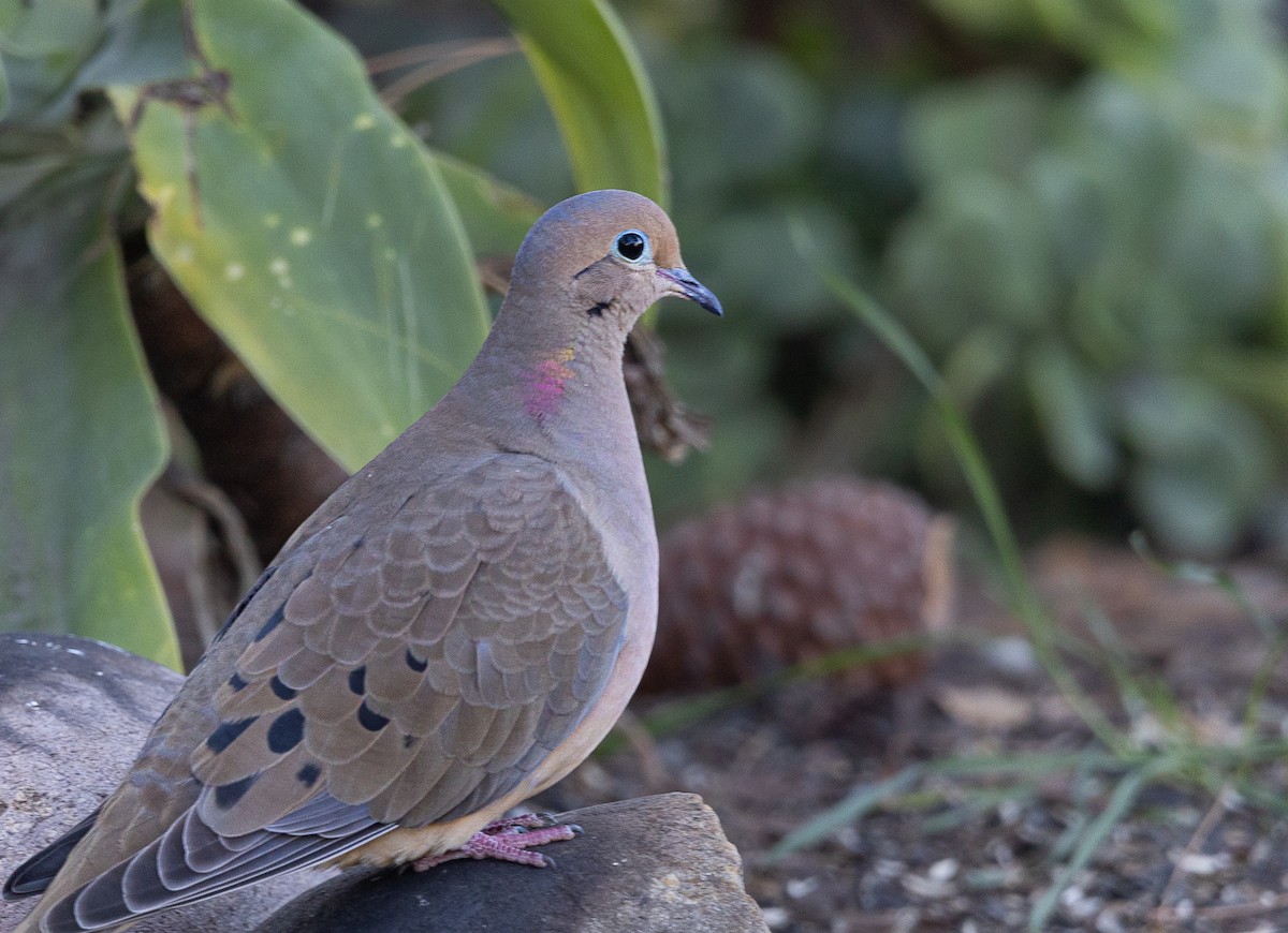 Mourning Dove - ML646475547