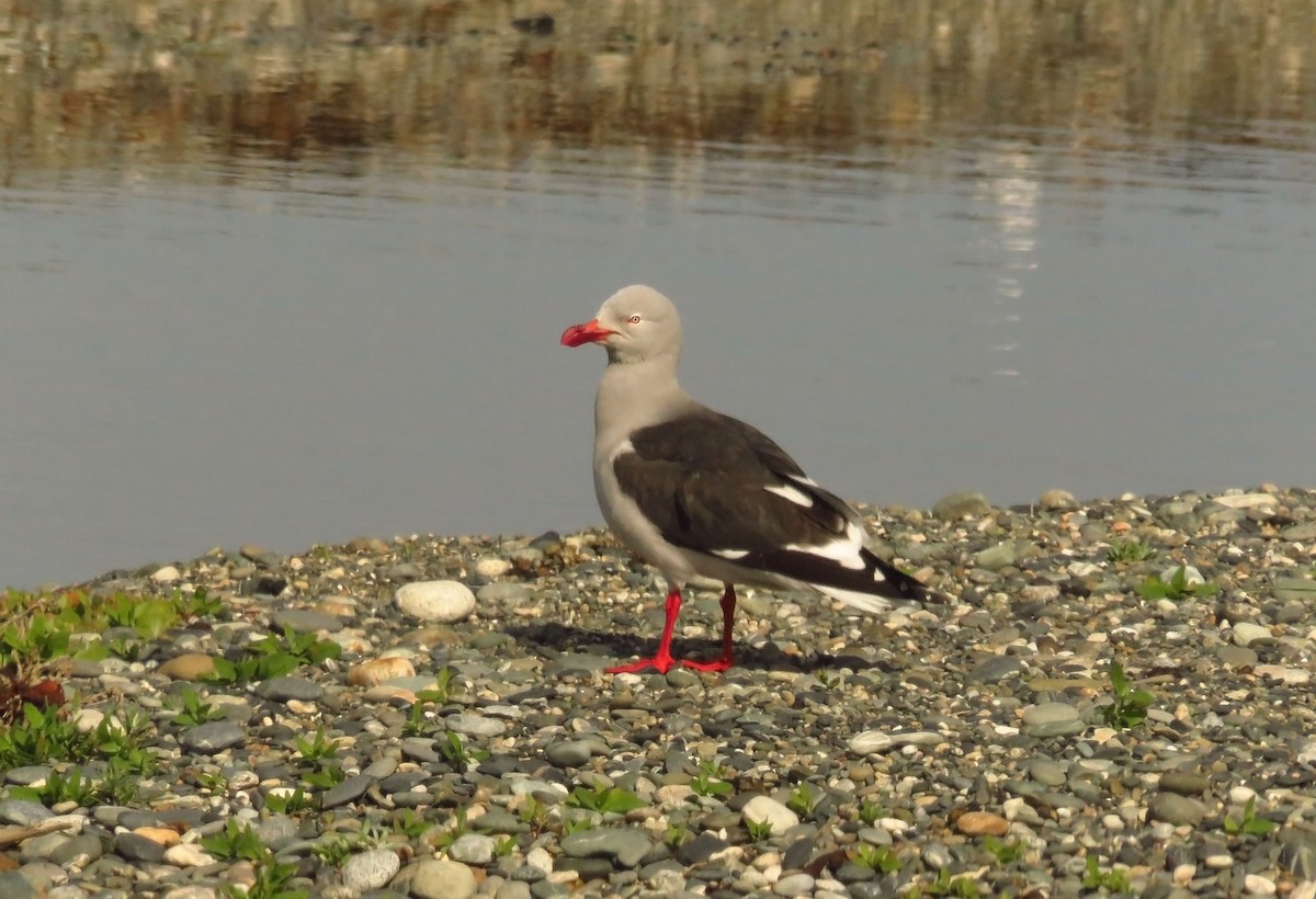 Dolphin Gull - ML646475552