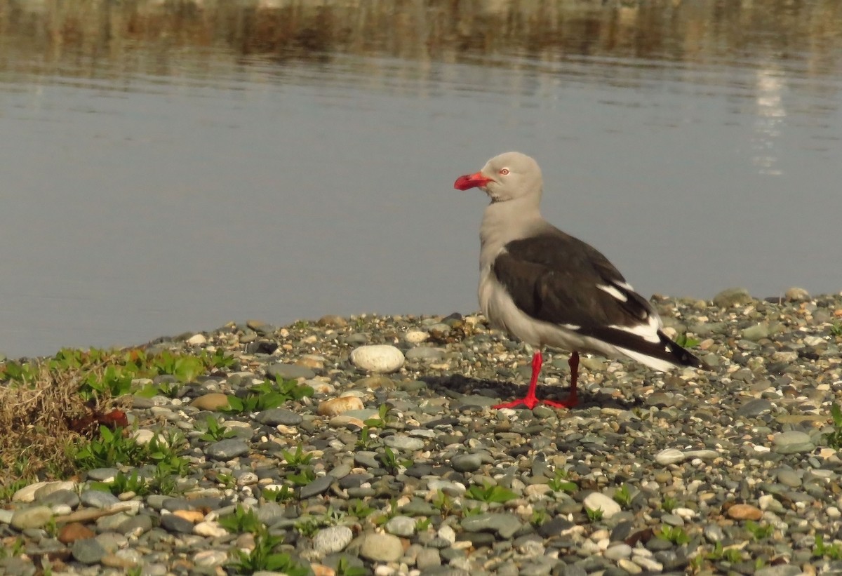 Dolphin Gull - ML646475553