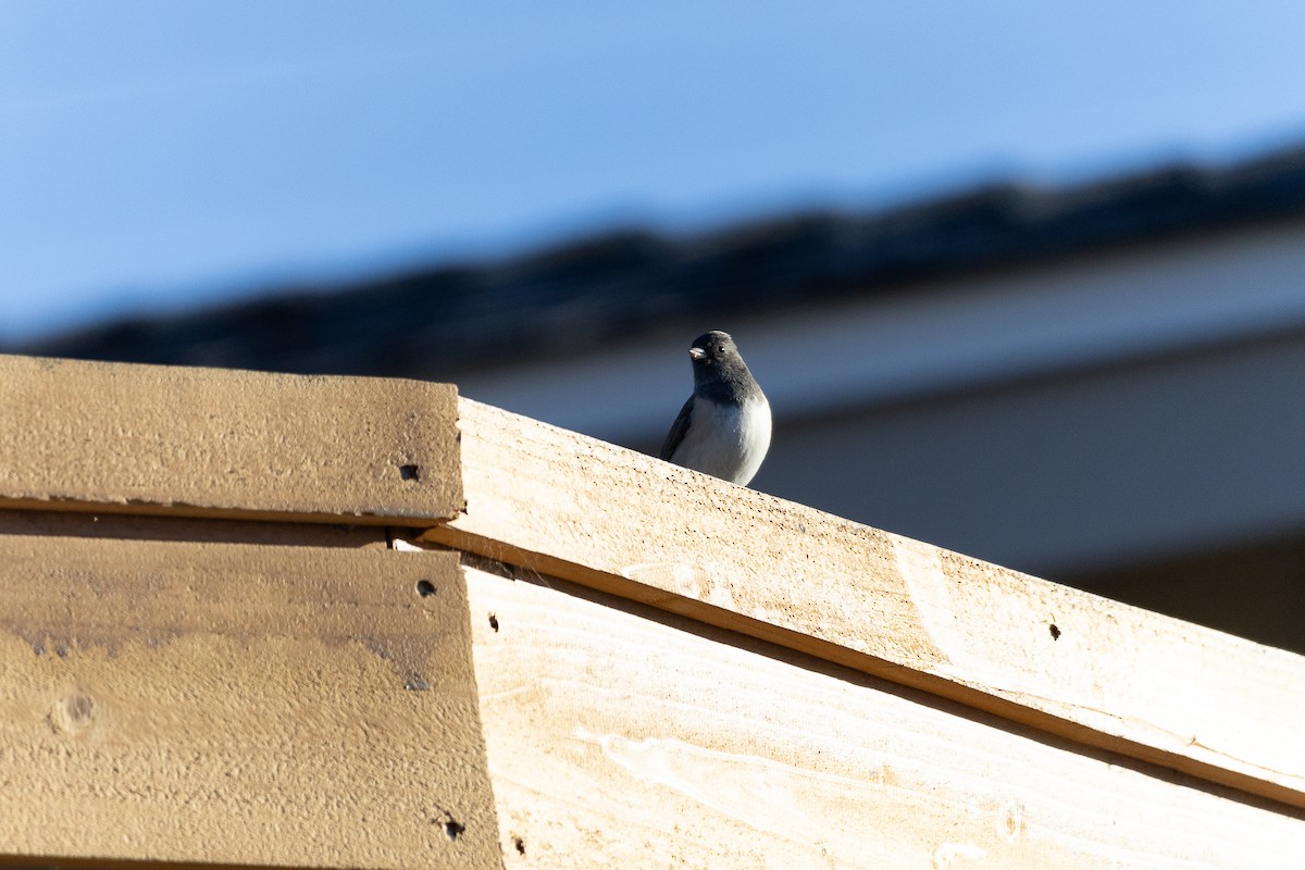 Dark-eyed Junco - ML646475558