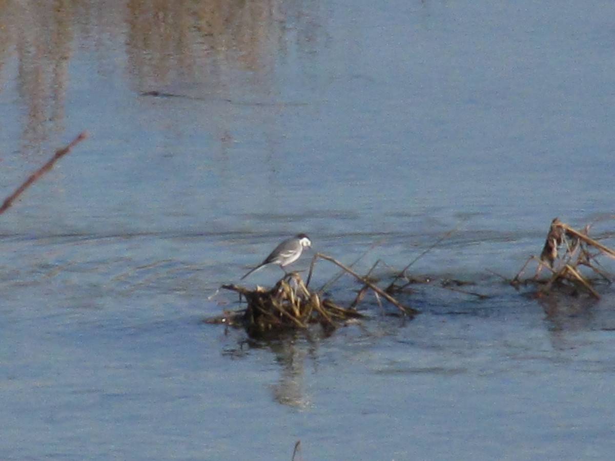 נחליאלי לבן - ML646475560