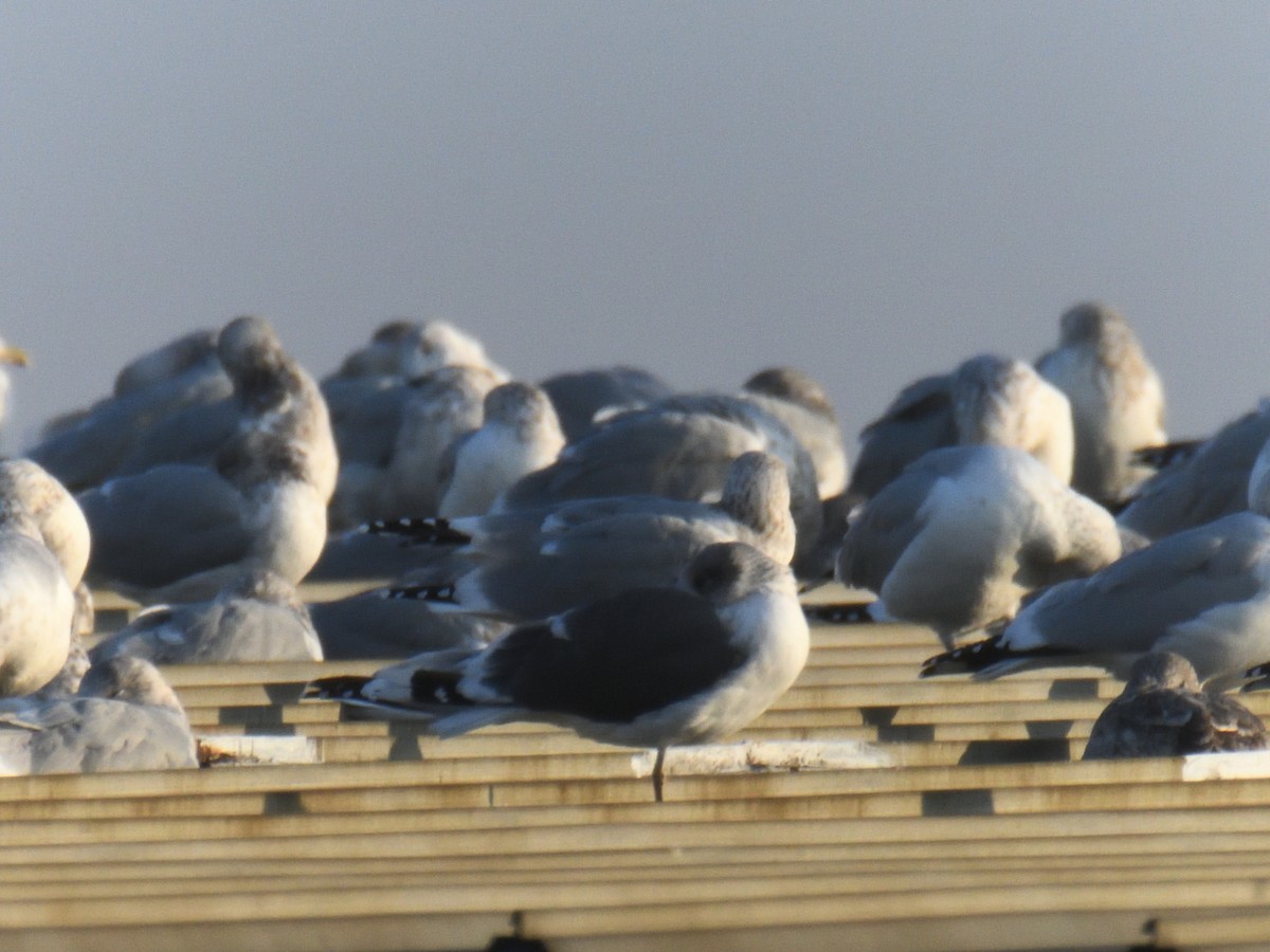 Kaio iluna - ML646475562