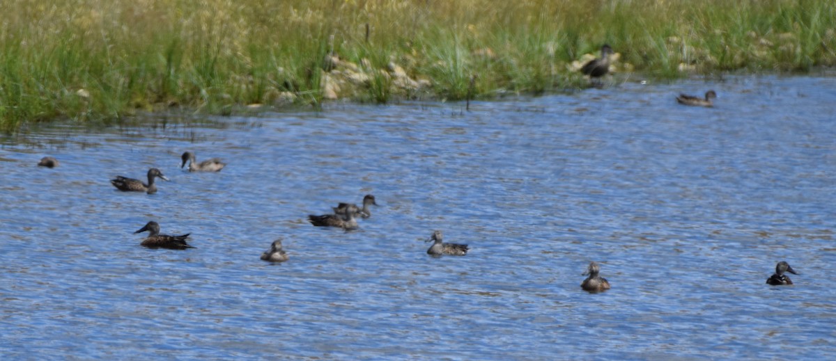 Ahate mokozabal australiarra - ML646475570