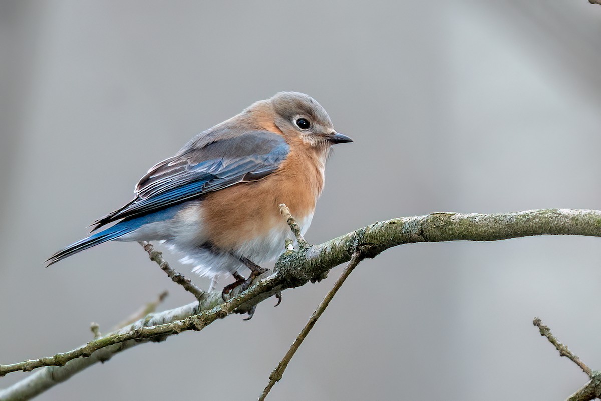 østblåfugl - ML646475571