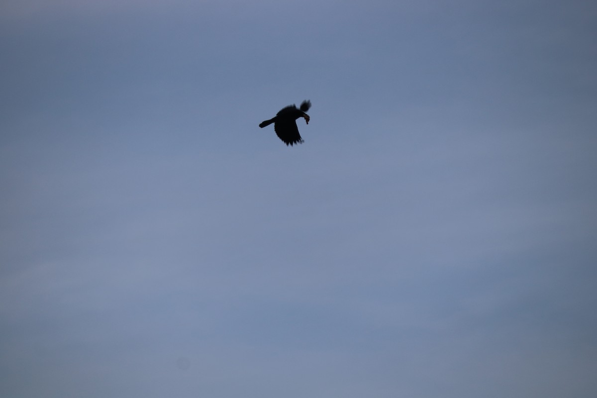 American Crow - ML646475572