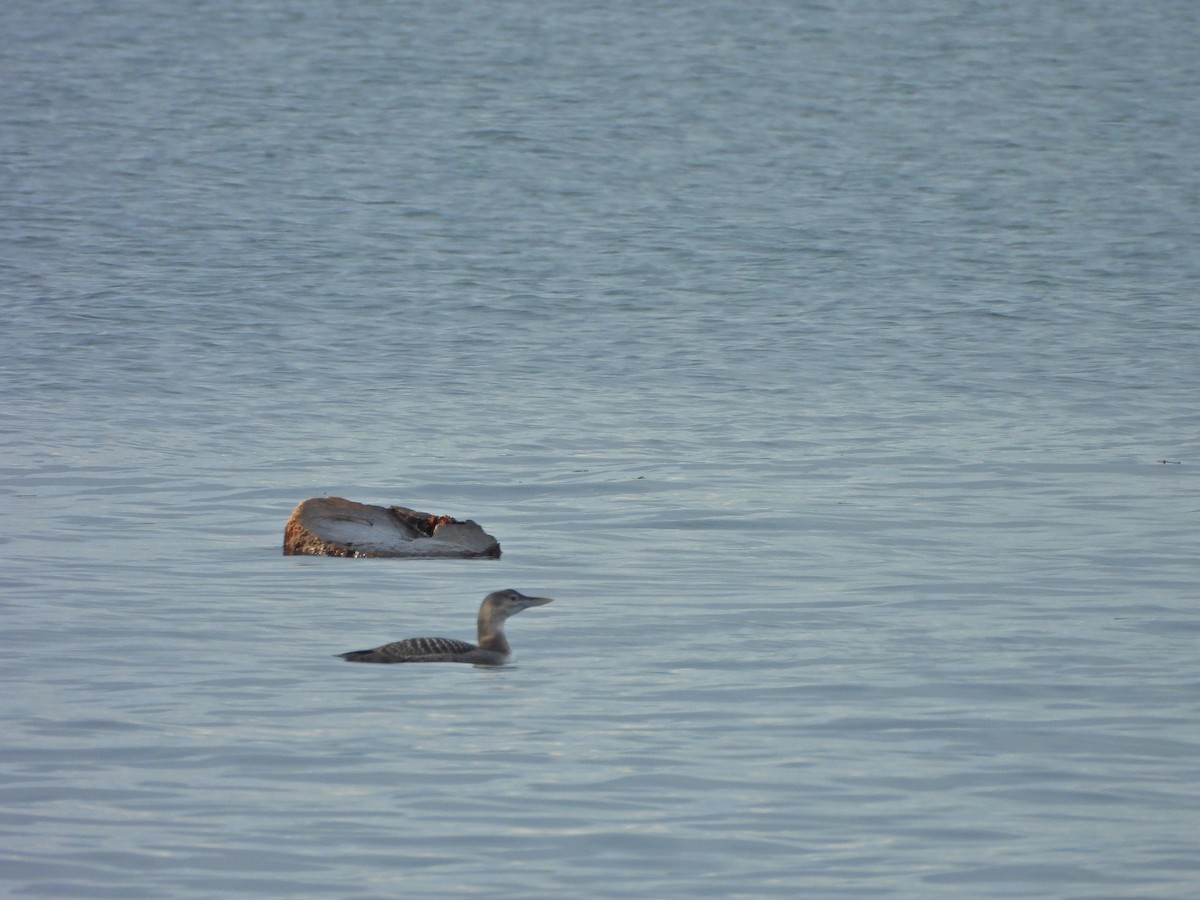 Yellow-billed Loon - ML646475573