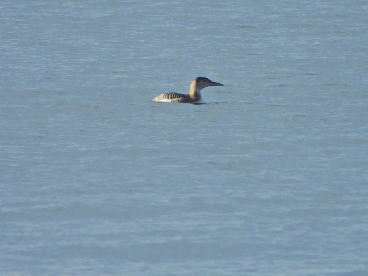 Yellow-billed Loon - ML646475574