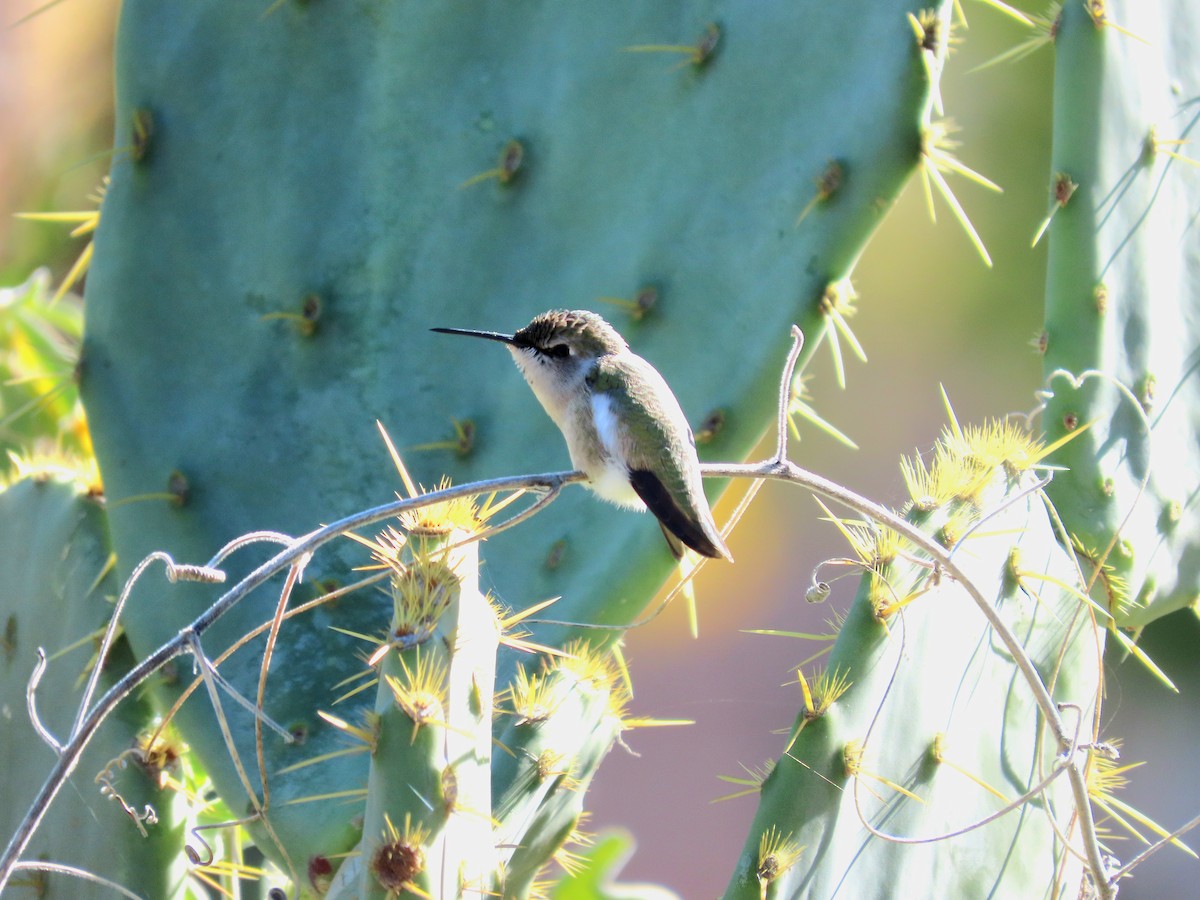 Costa's Hummingbird - ML646475577