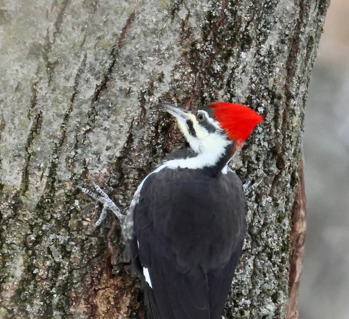 Pileated Woodpecker - ML646475578
