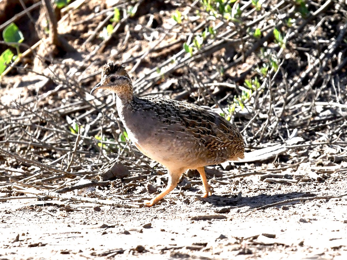 Chilean Tinamou - ML646475580