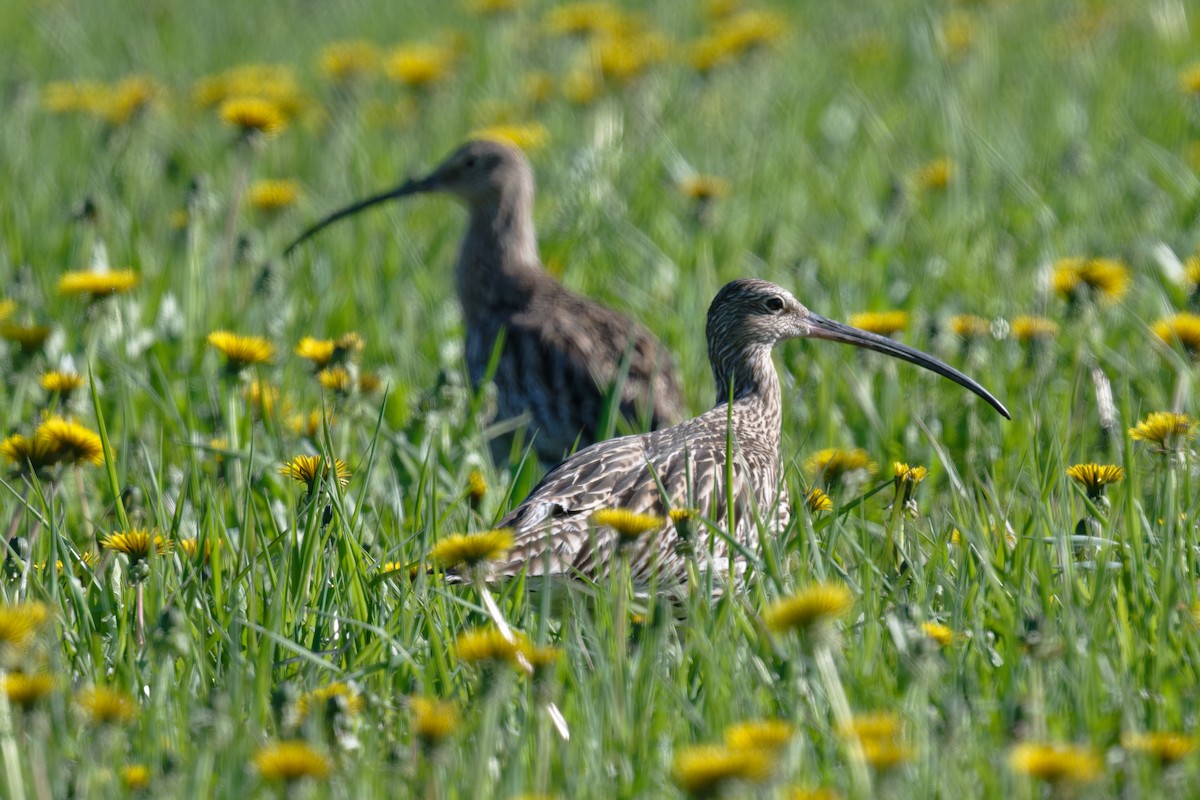 Eurasian Curlew - ML646475582