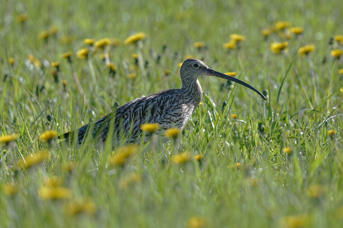 Eurasian Curlew - ML646475583