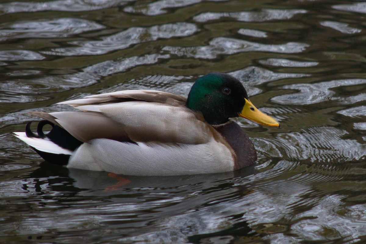 Mallard - ML646475584