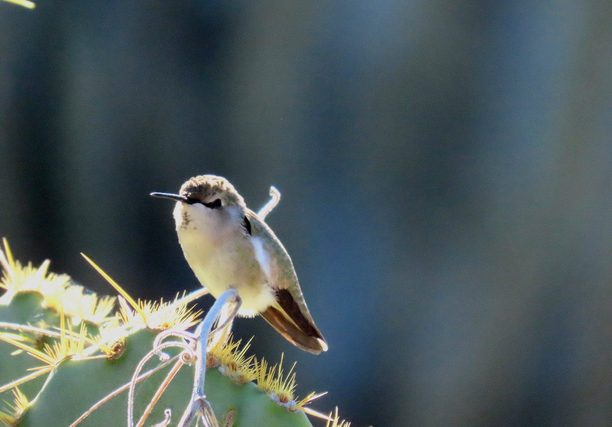 Costa's Hummingbird - ML646475585