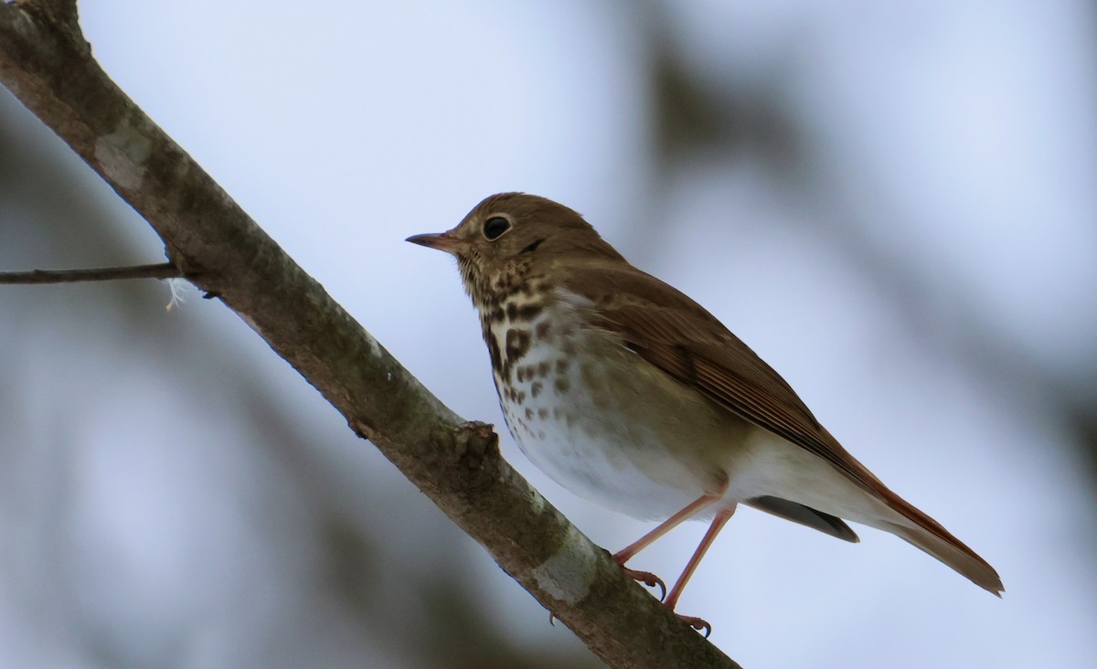 Hermit Thrush - ML646475586