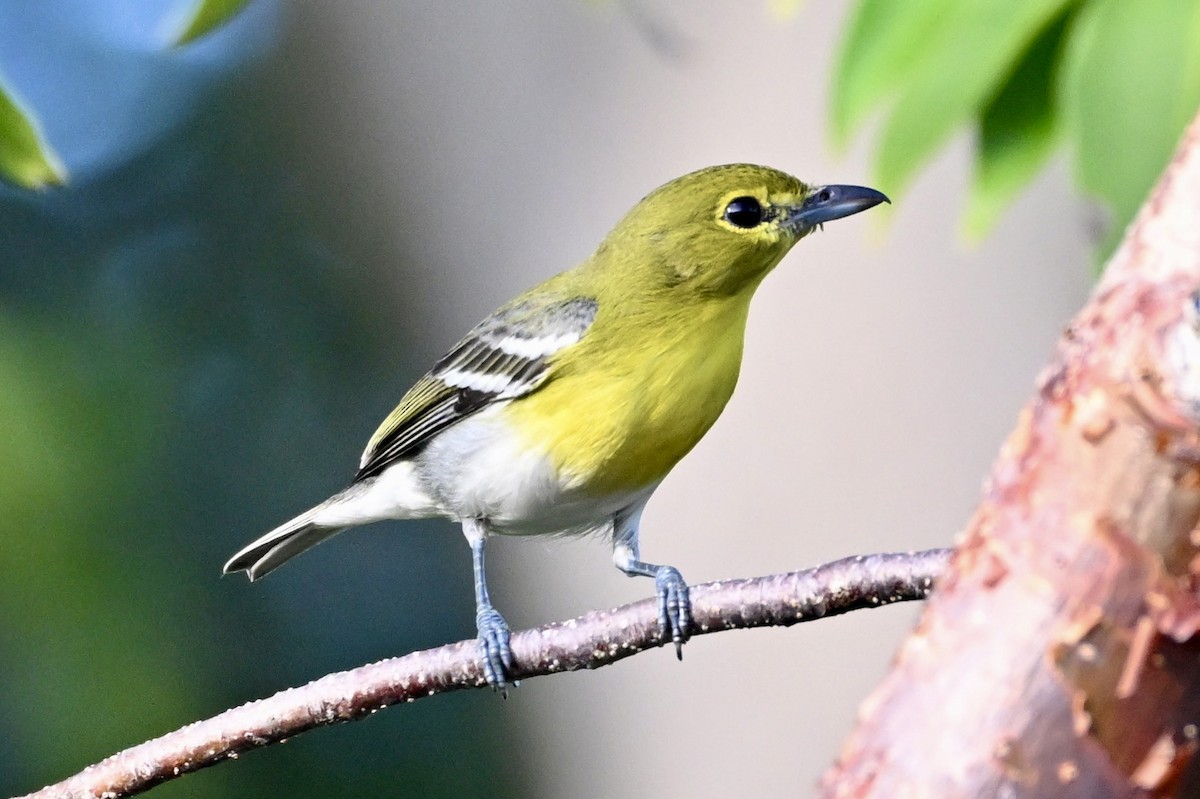 Yellow-throated Vireo - ML646475587