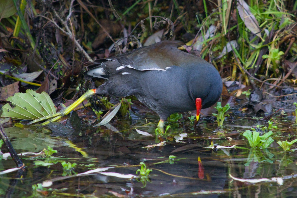 Eurasian Moorhen - ML646475588