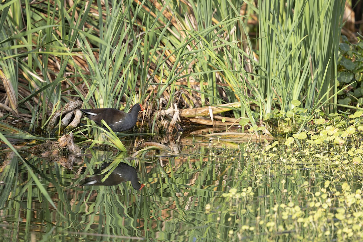 Common Gallinule - ML646475591