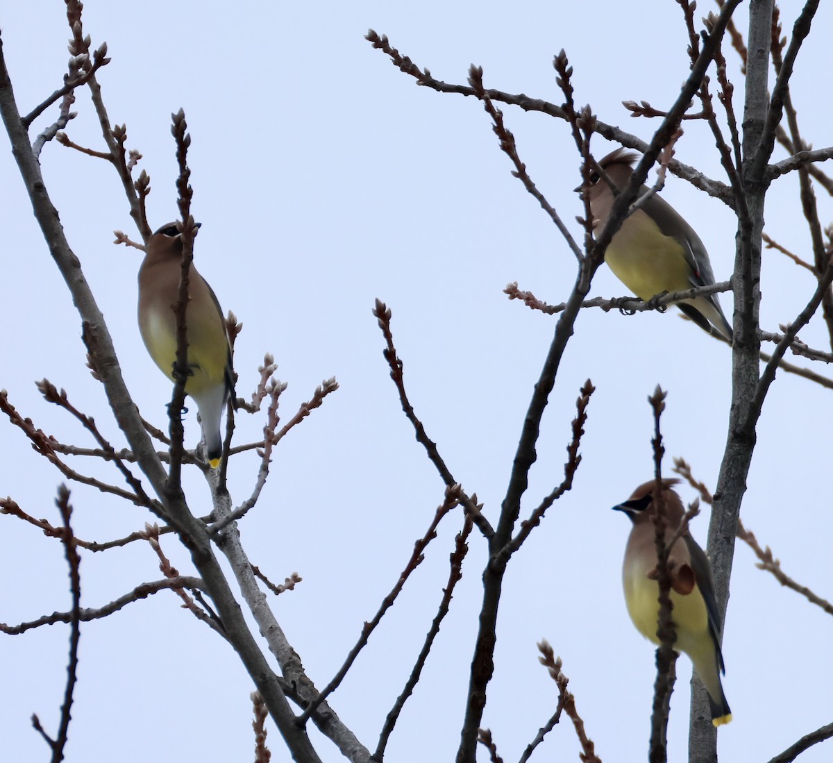 Cedar Waxwing - ML646475594