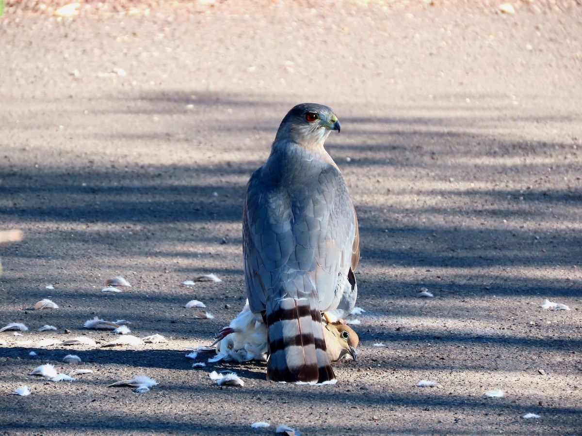 Cooper's Hawk - ML646475595