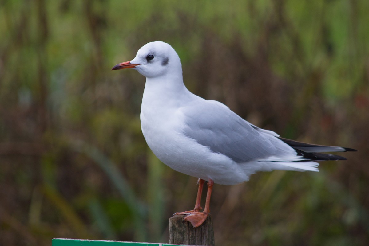 Black-headed Gull - ML646475596