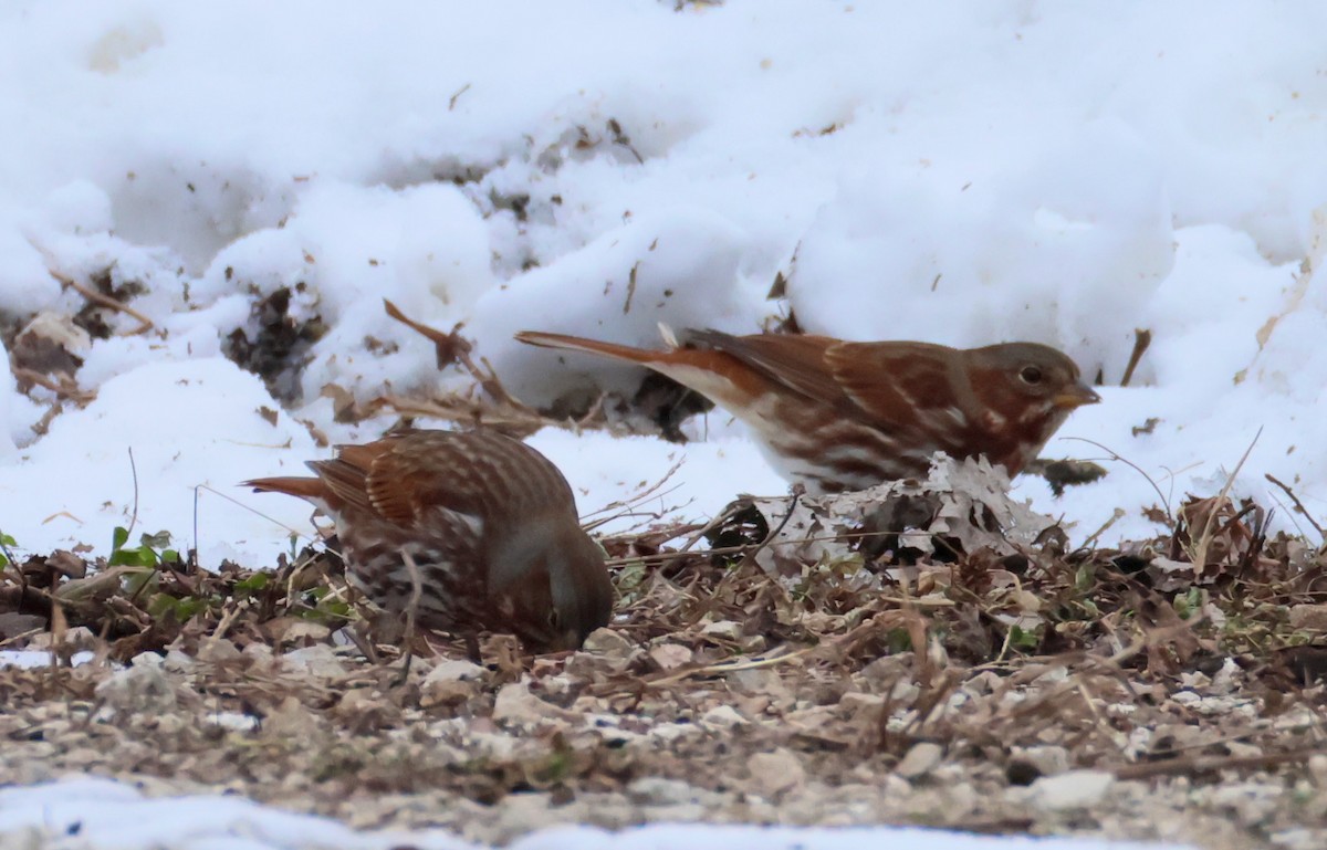 Fox Sparrow - ML646475599