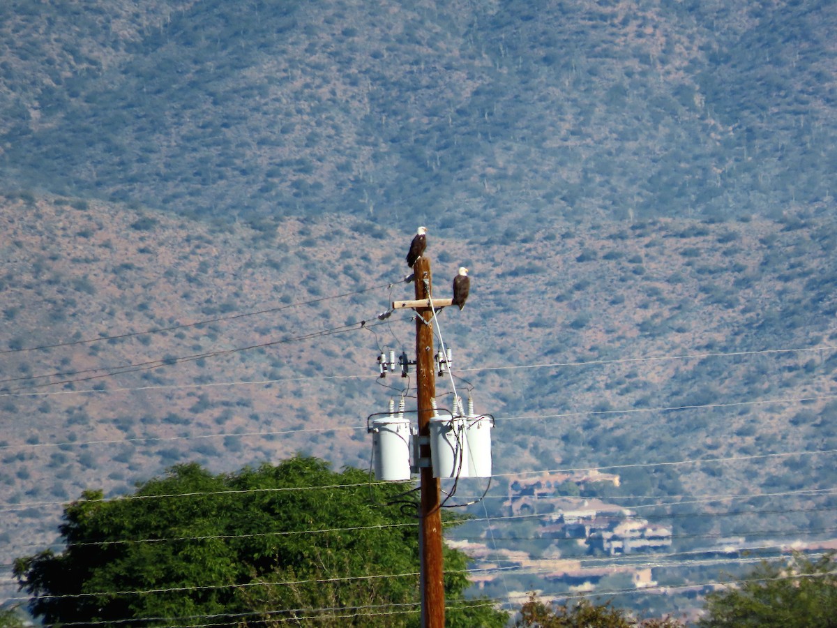 Bald Eagle - ML646475602
