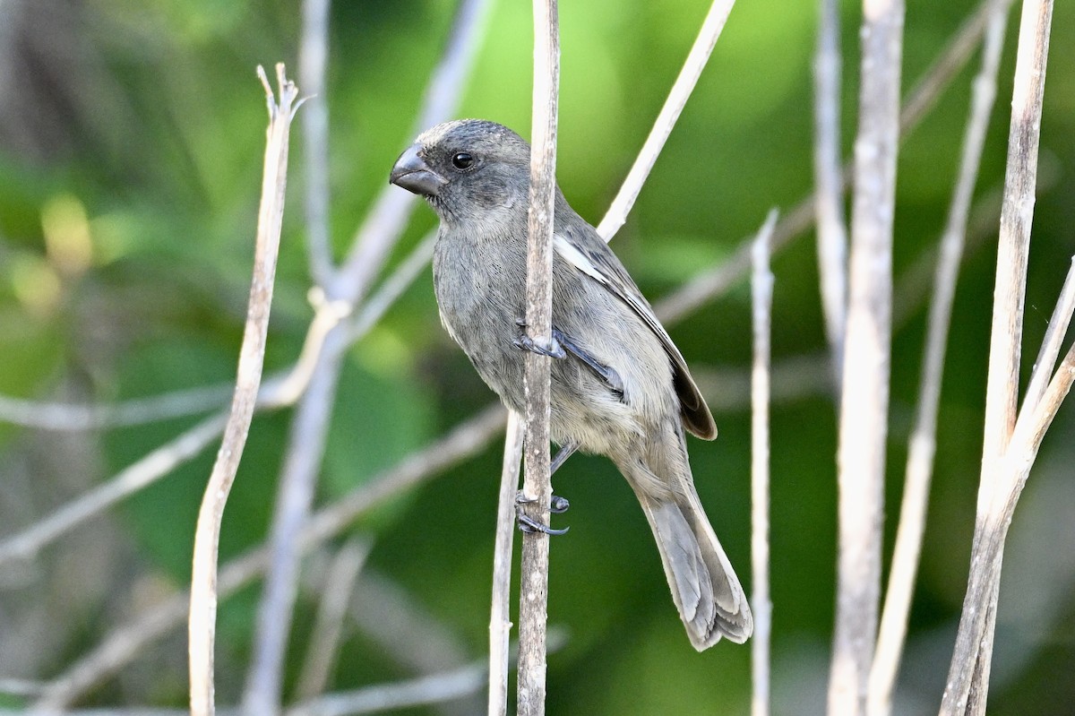 Grand Cayman Bullfinch - ML646475606