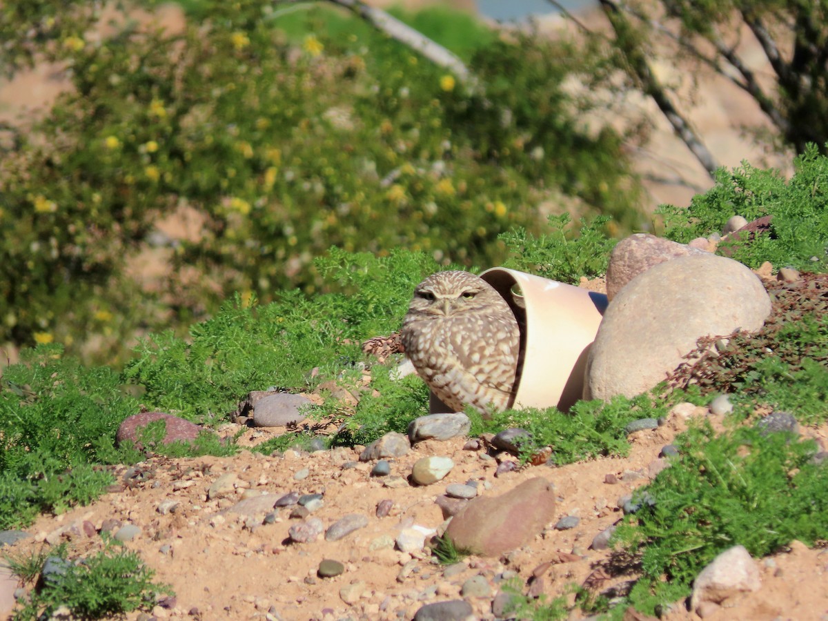 Burrowing Owl - ML646475608