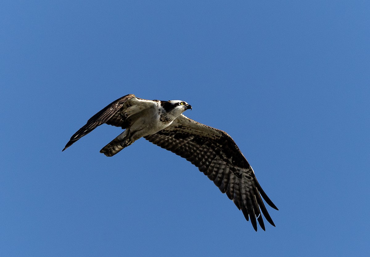 Águila Pescadora (americana) - ML646475609