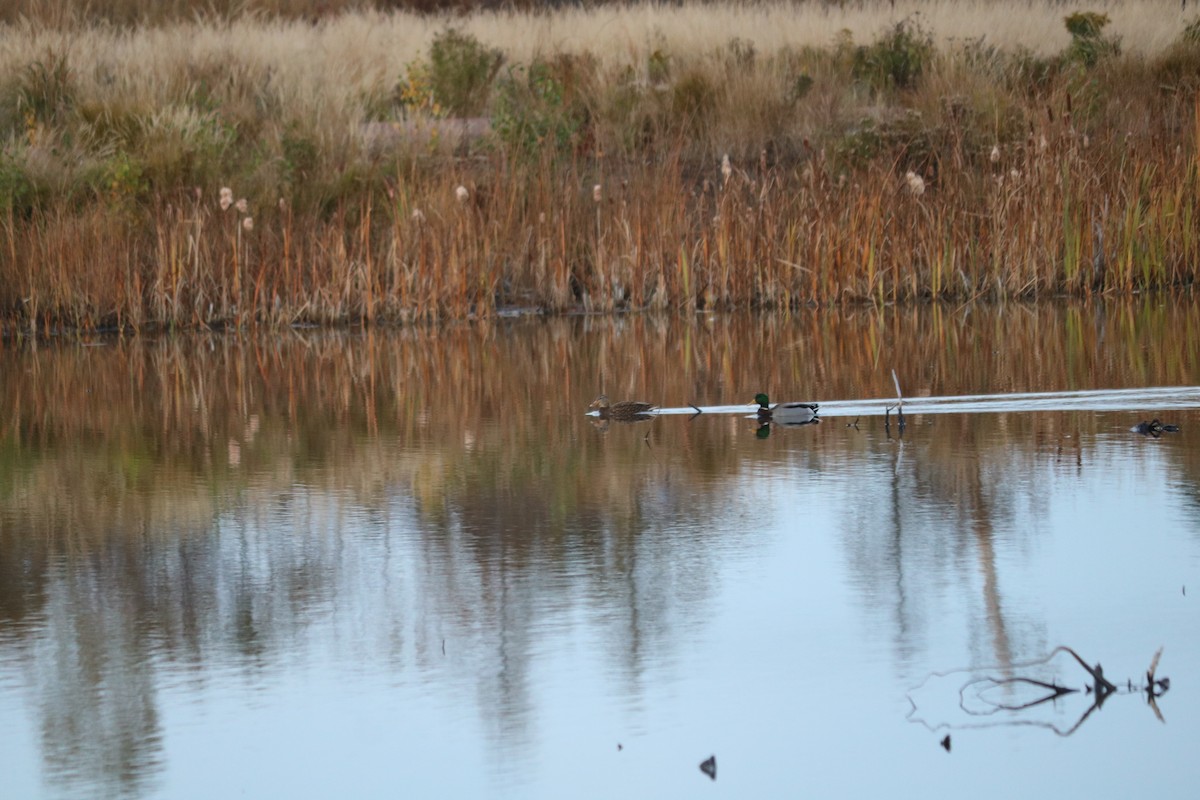 Mallard - ML646475613