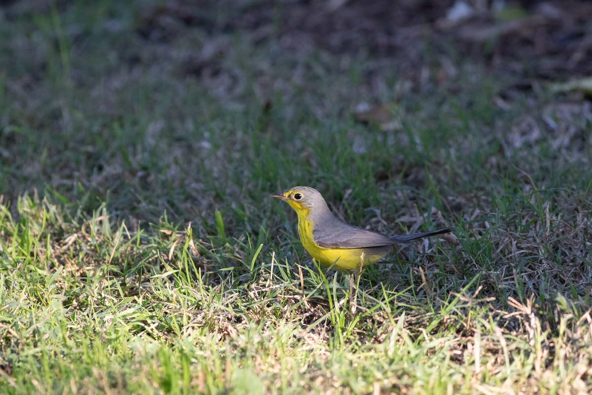 Канадская вильсония - ML646475614