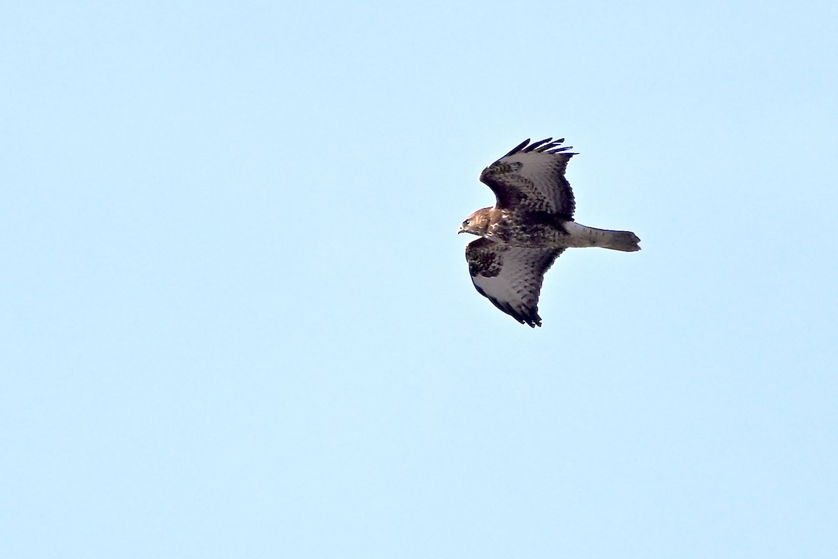 Buse variable - ML646475618