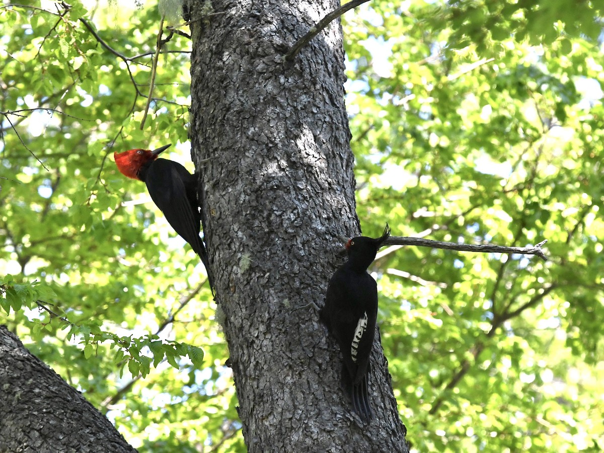 Magellanic Woodpecker - ML646475623