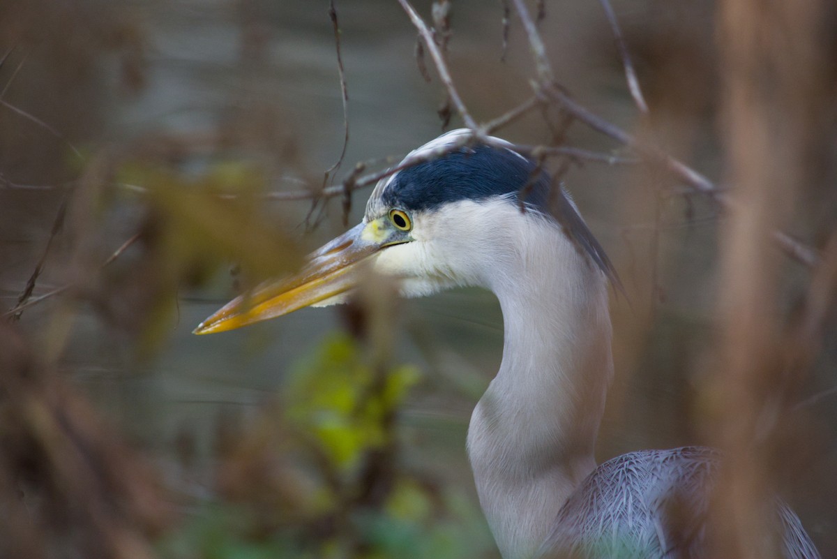 Gray Heron - ML646475624
