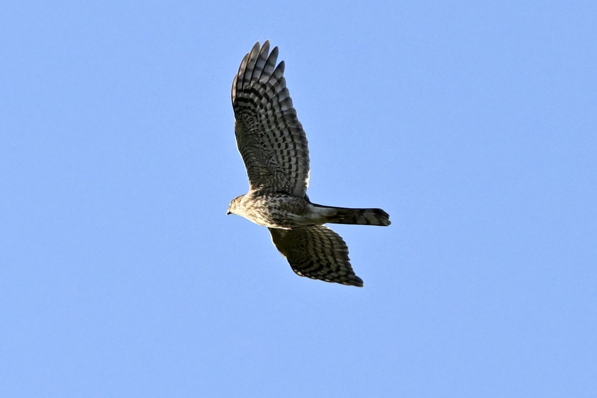 Sharp-shinned Hawk - ML646475626
