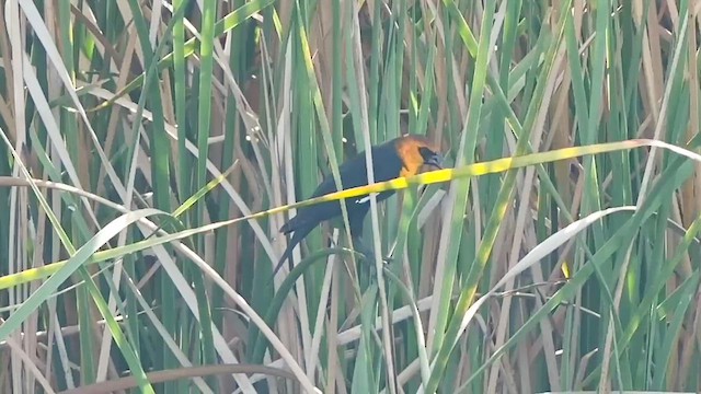 Brillenstärling - ML646475628