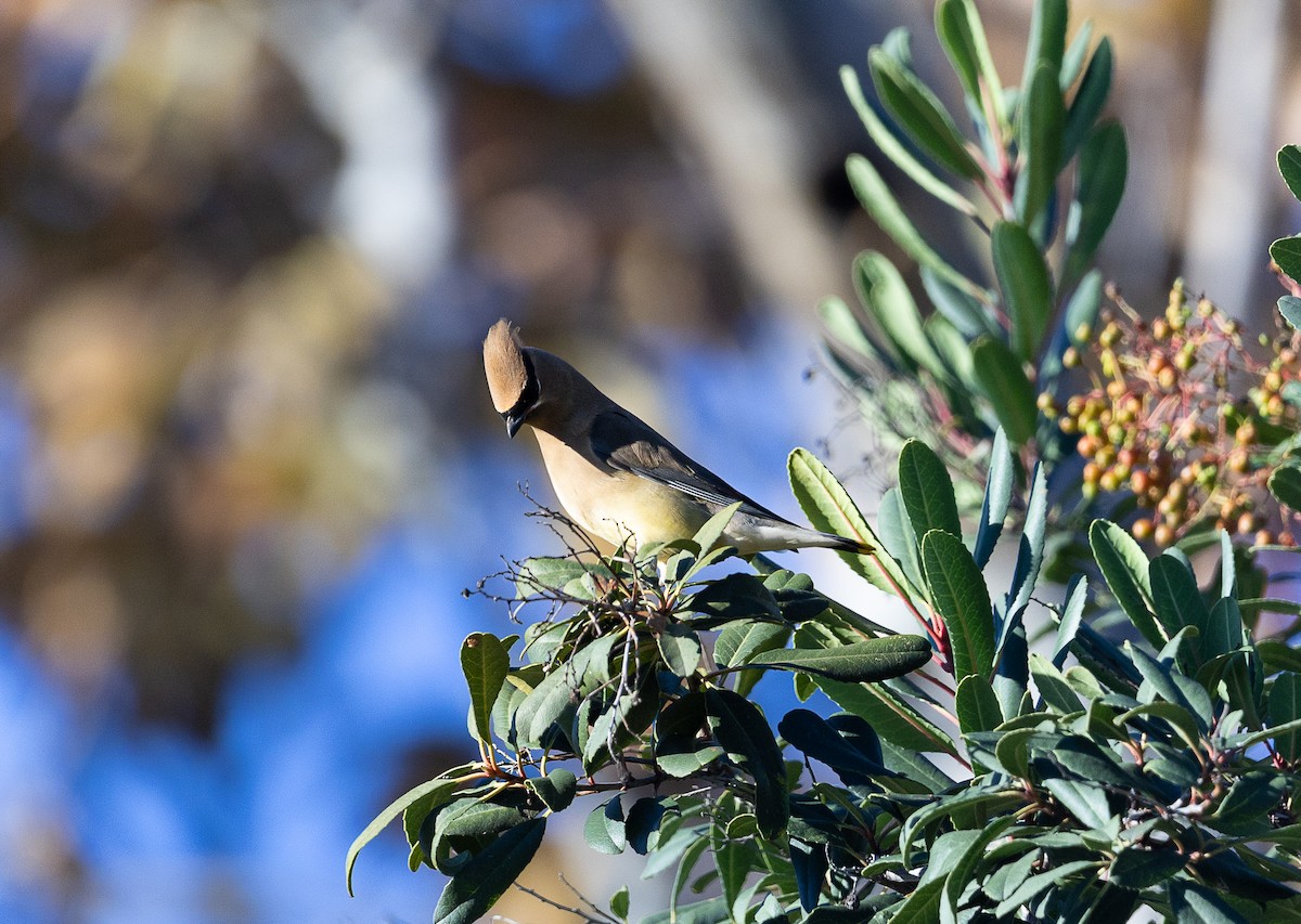 Ampelis Americano - ML646475638