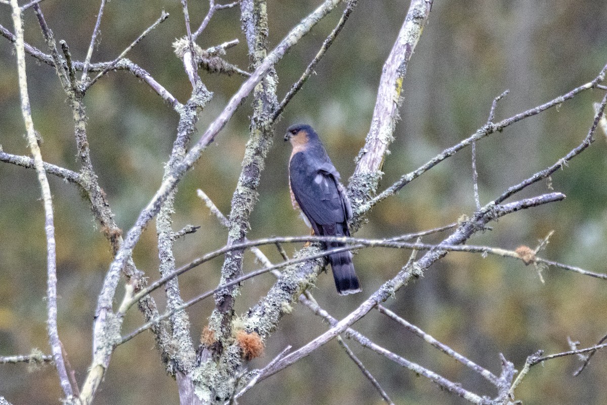 Sharp-shinned Hawk - ML646475639