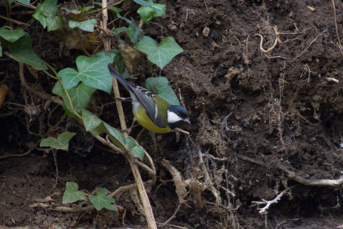 Great Tit - ML646475640