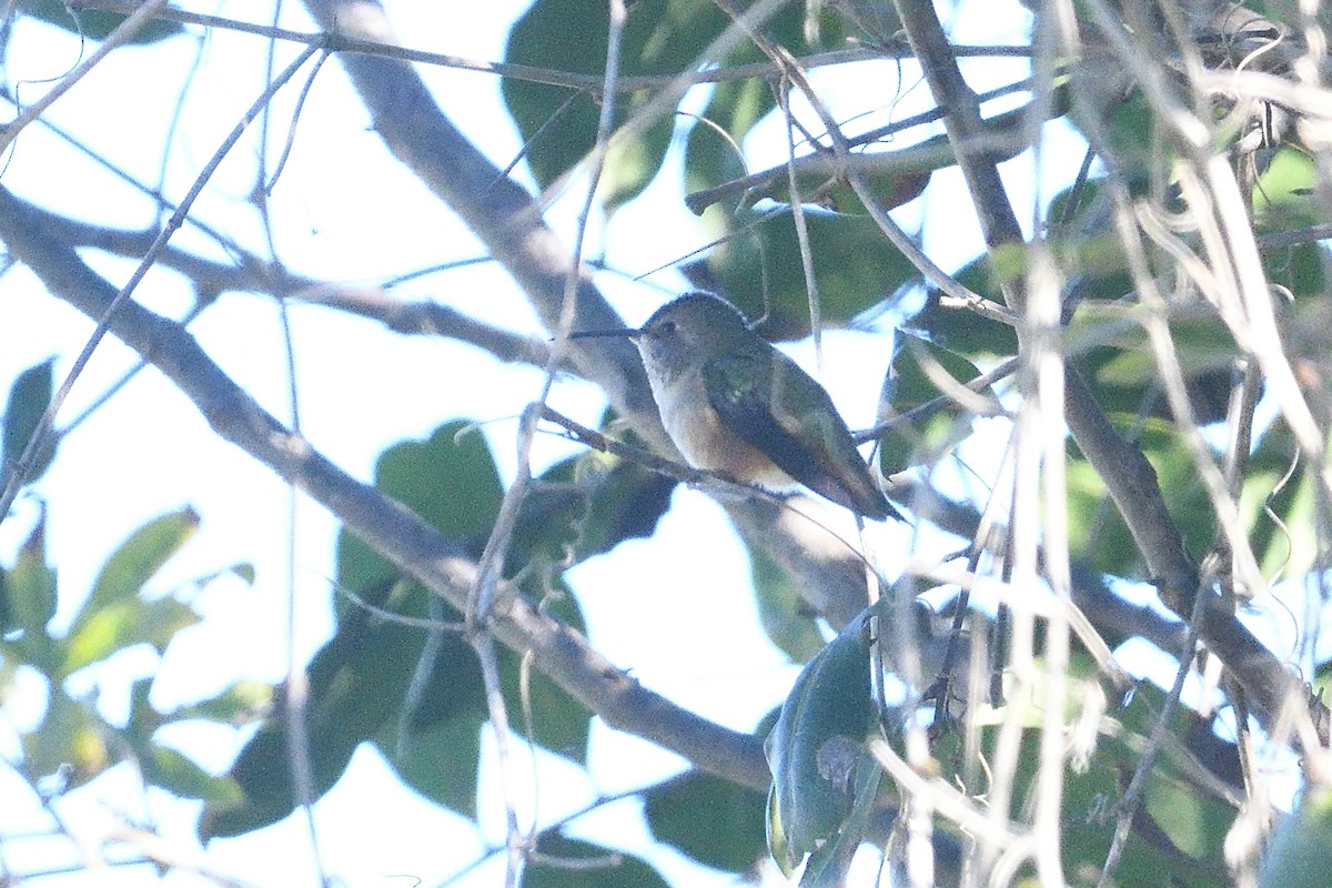 Колібрі-крихітка каліфорнійський - ML646475641