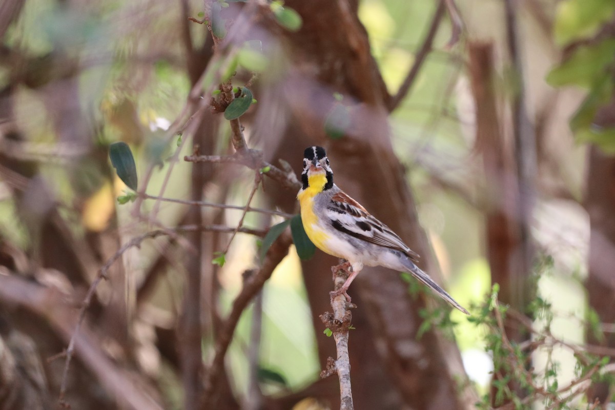 Somali Bunting - ML646475643