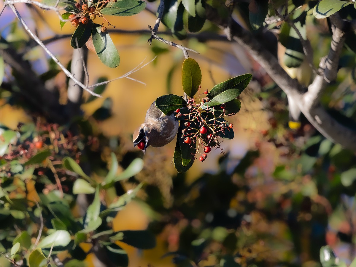 Ampelis Americano - ML646475645