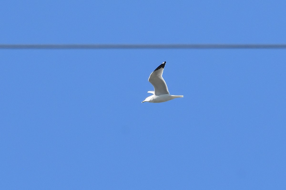 Мартин делаверський - ML646475646