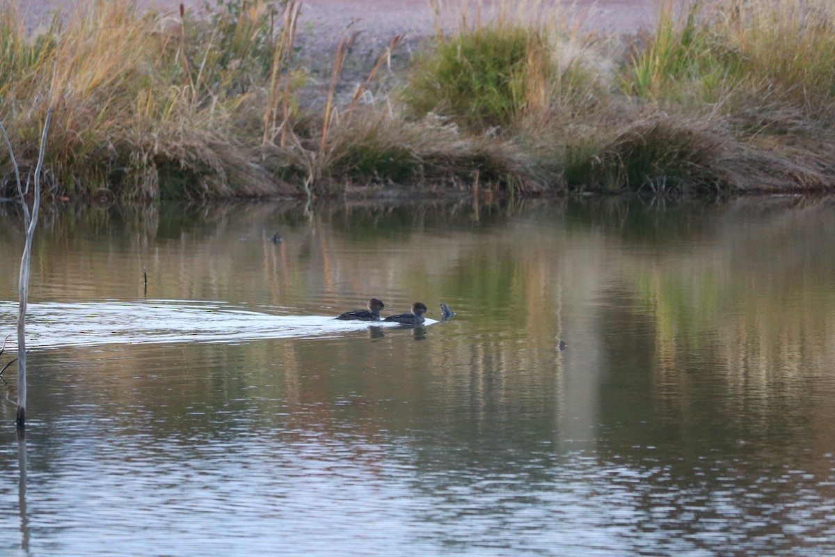 Hooded Merganser - ML646475647