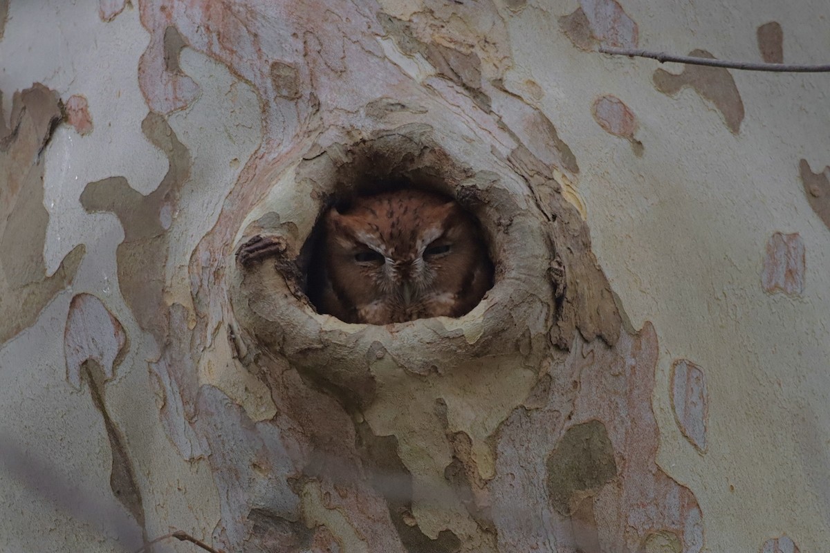 Eastern Screech-Owl - ML646475649