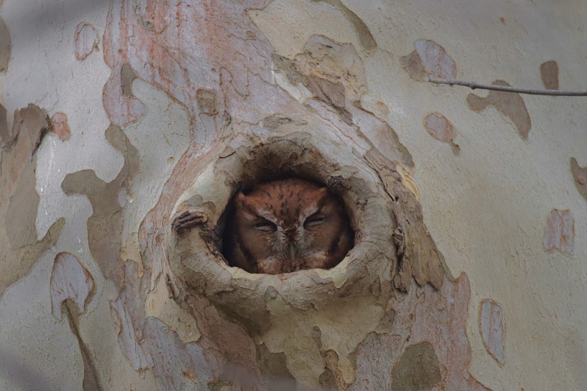 Eastern Screech-Owl - ML646475650